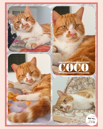 Adopter Coco