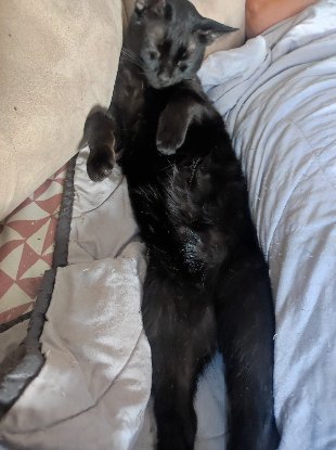 Adopter Coco