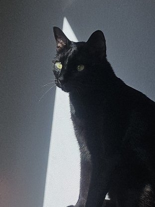 Adoption Coco