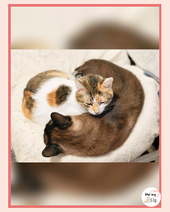 Adopter Coke & ron