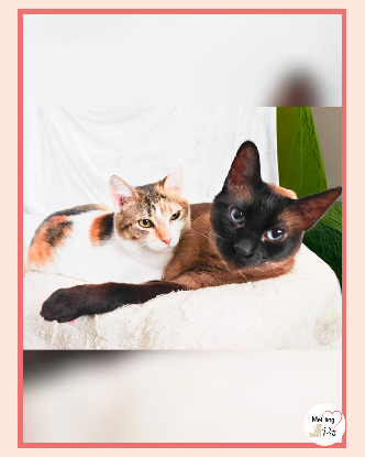 Adopter Coke & ron