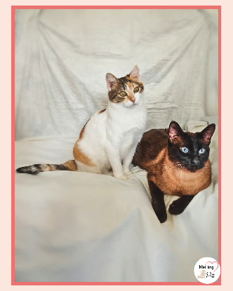 Adoption Coke & ron