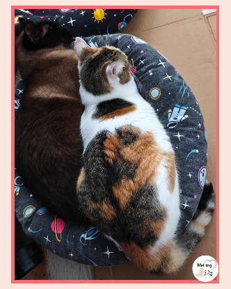 Adoption Coke & ron