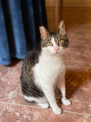 Adopter Daisy