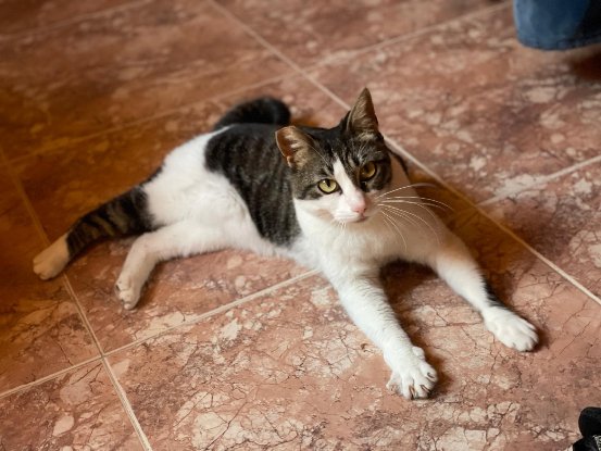 Adopter Daisy