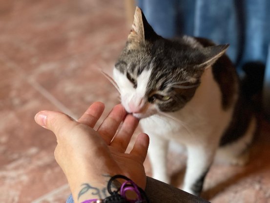 Adopter Daisy