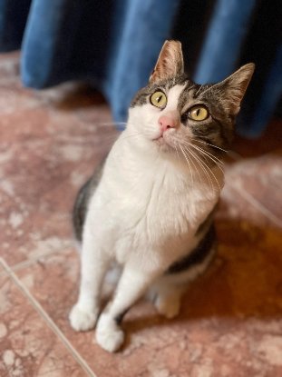 Adoption Daisy
