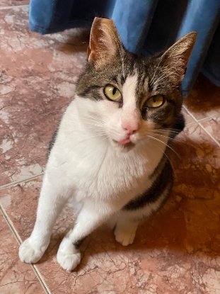 Adoption Daisy