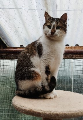 Adoption Dana