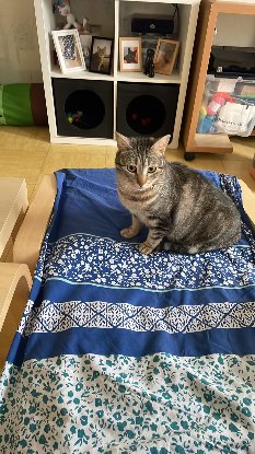 Adopter Dhairya