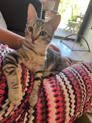 Adoption Dhairya