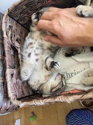 Adoption Dhairya