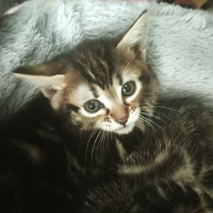 Adopter Diamant