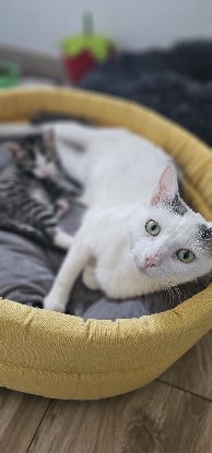 Adopter Diana et harry
