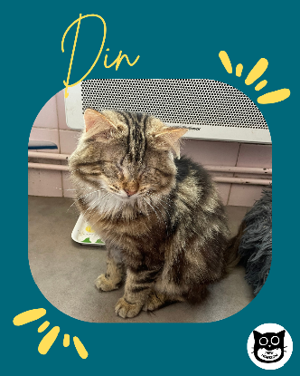 Adopter Din