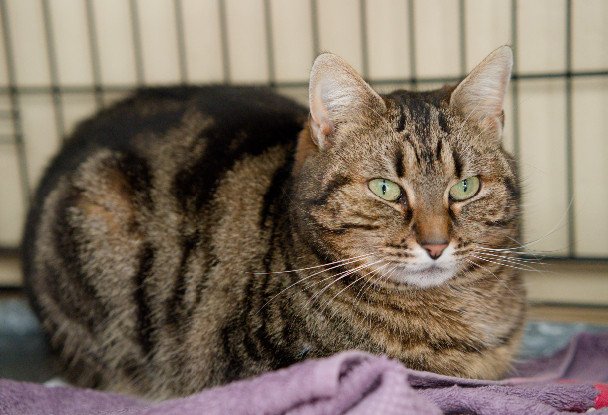 Adopter Divine