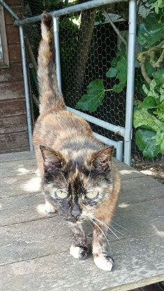 Adopter Duchesse