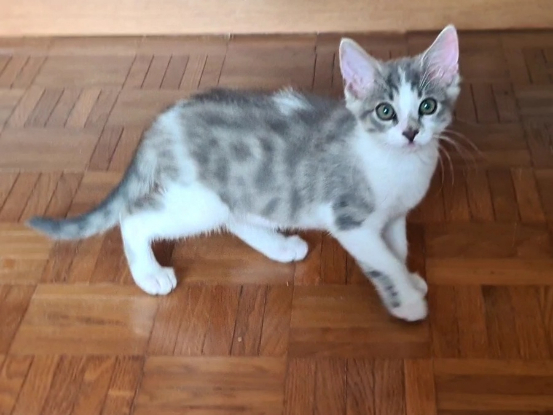 Adopter Duo calamity et cassidy
