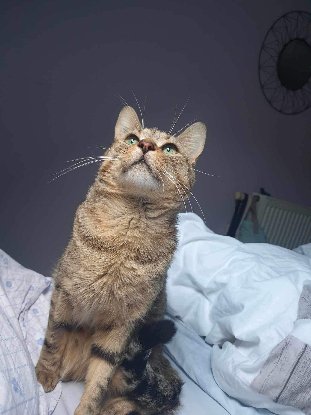 Adopter Ela
