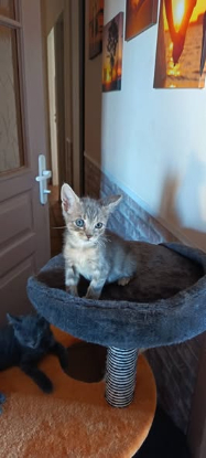 Adopter Elf