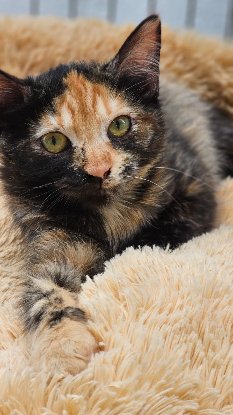 Adopter Elfi