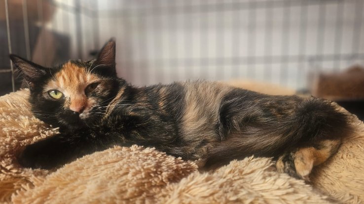 Adopter Elfi
