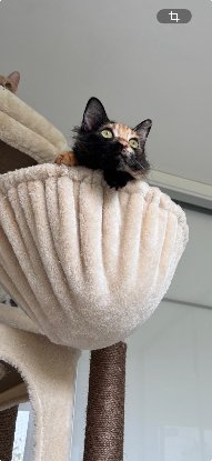Adoption Elfi