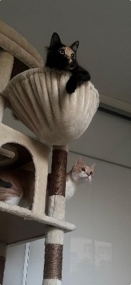 Adoption Elfi