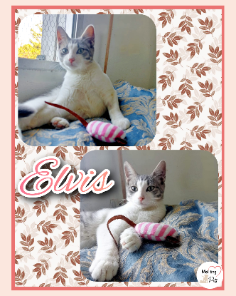 Adopter Elvis