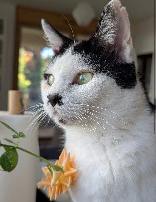Adopter Emie