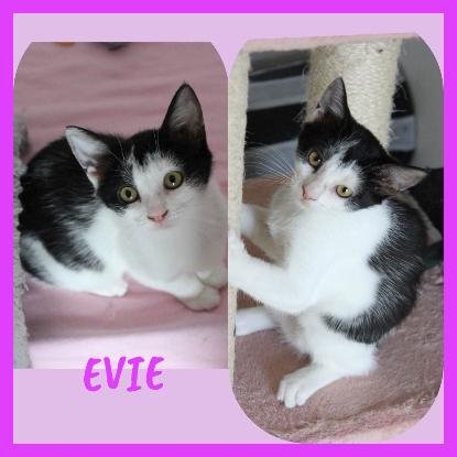 Adopter Evie