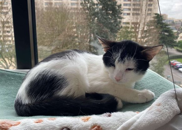 Adopter Evie