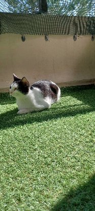 Adoption Evie
