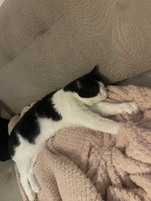 Adopter Faro