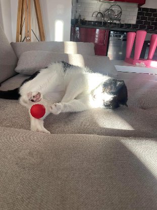 Adopter Faro