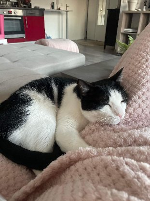 Adoption Faro