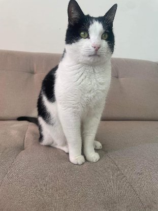 Adoption Faro