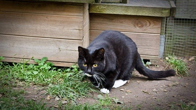 Adopter Féline et smoke