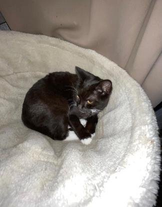 Adopter Féline et smoke