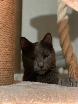 Adoption Féline et smoke