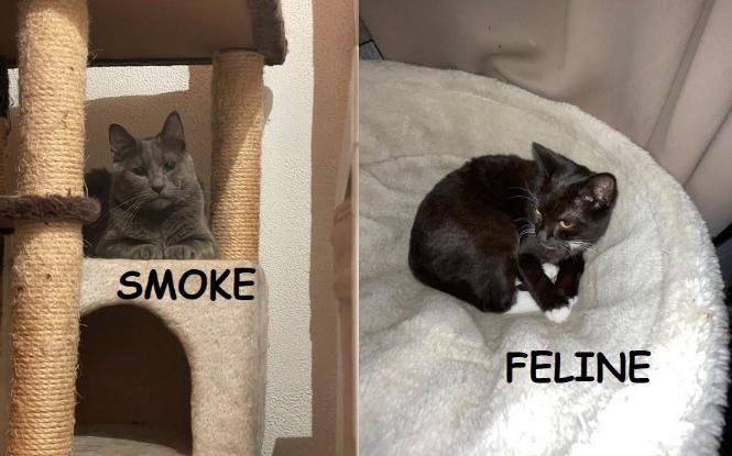 Adoption Féline et smoke