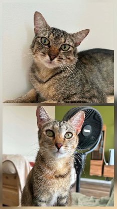 Adopter Fifille & garçon