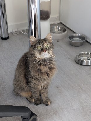 Adopter Fika