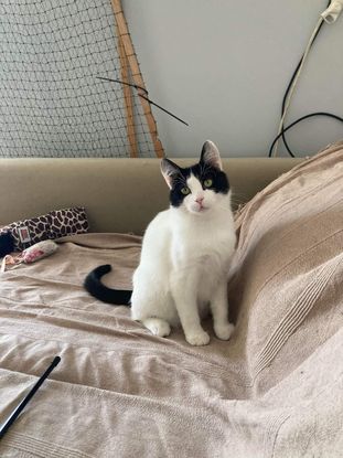 Adopter Filetto