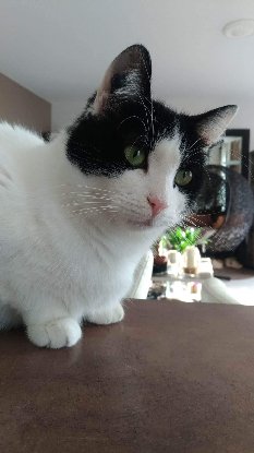 Adoption Filetto