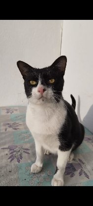 Adopter Filon