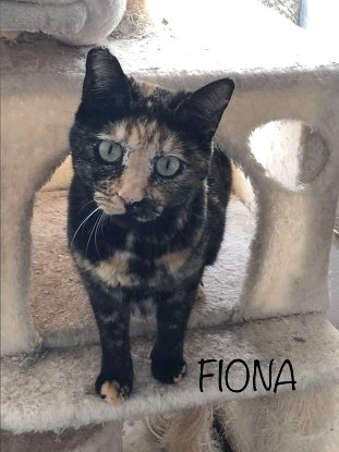 Adoption Fiona