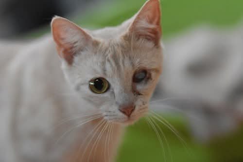 Adopter Fira