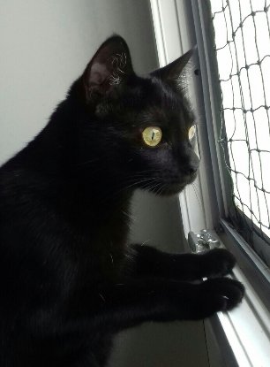 Adopter Fleur