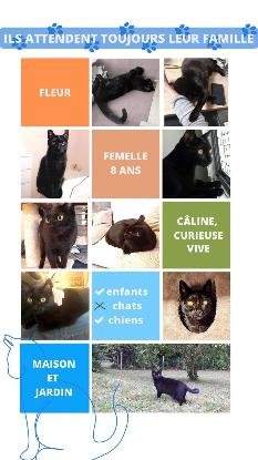 Adopter Fleur